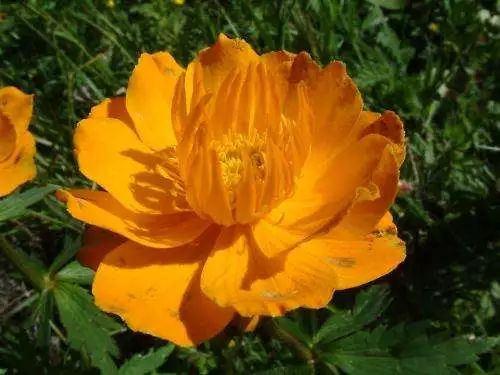 花之声音乐,花之声完整版原唱