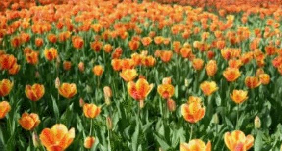 春风十里，不如这8条专享优惠！约惠“女神节”，开启宠爱之旅！