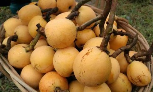 閲戝崕鍦伴亾缇庨,娴欐睙閲戝崕鍦伴亾缇庨