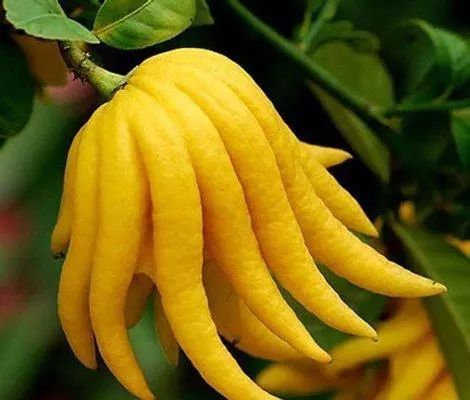 閲戝崕鍦伴亾缇庨,娴欐睙閲戝崕鍦伴亾缇庨