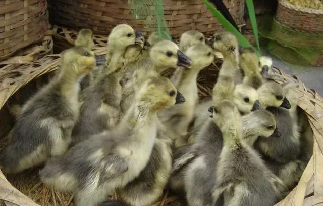 小鹅得浆膜炎能自愈吗,小鹅痛风和小鹅浆膜炎的区别