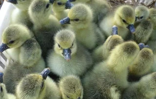 小鹅得浆膜炎能自愈吗,小鹅痛风和小鹅浆膜炎的区别