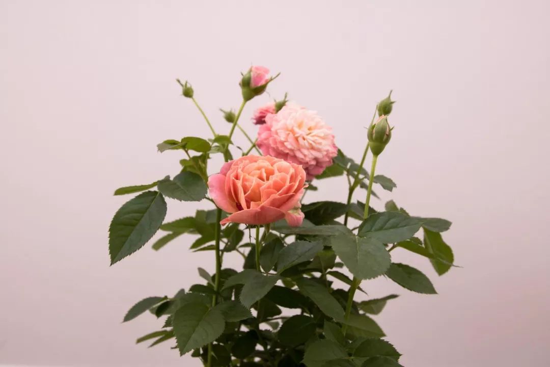 教师节诗词祝福朗诵,感恩教师节诗句