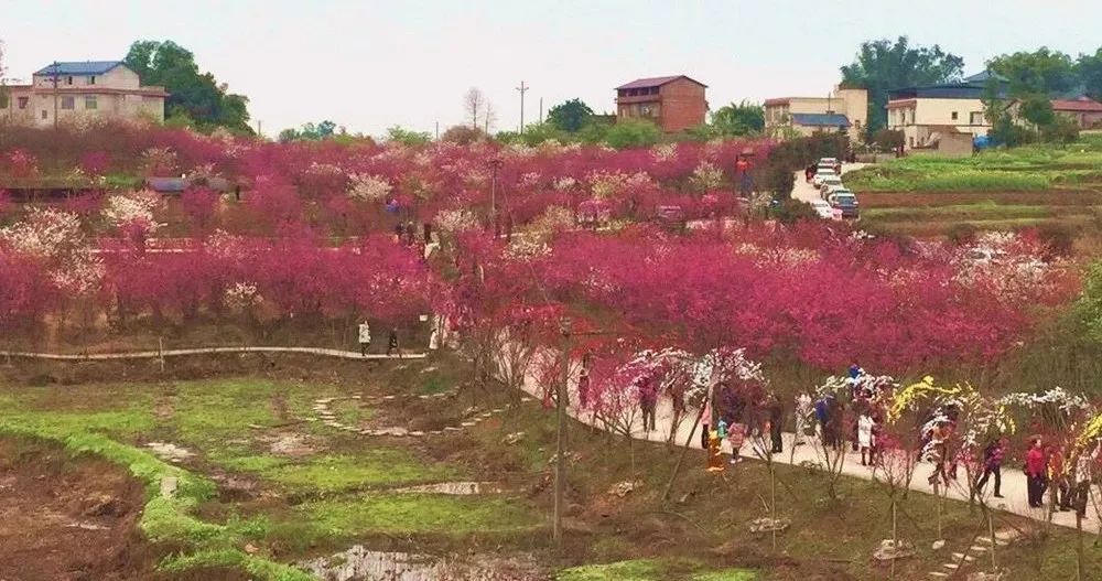 景点打卡石门花海,美哭了景区