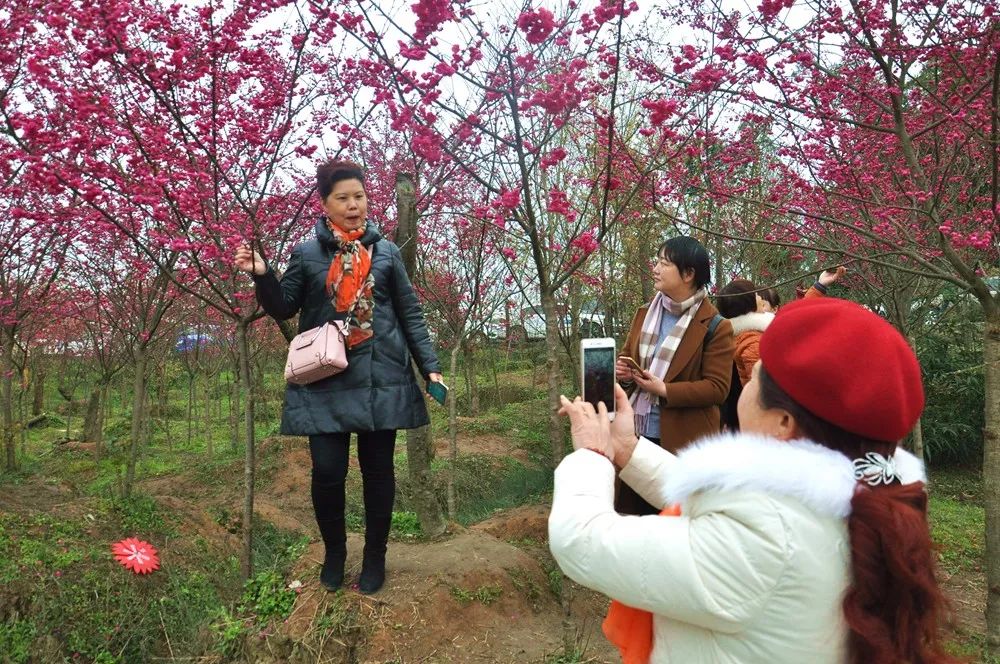 景点打卡石门花海,美哭了景区