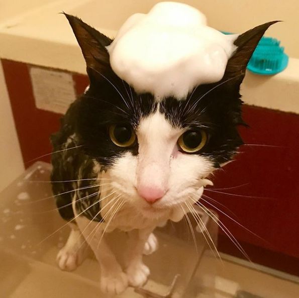 日推上爆火的6块钱大创洗颜打泡器白买了，原来这才是正确用法！