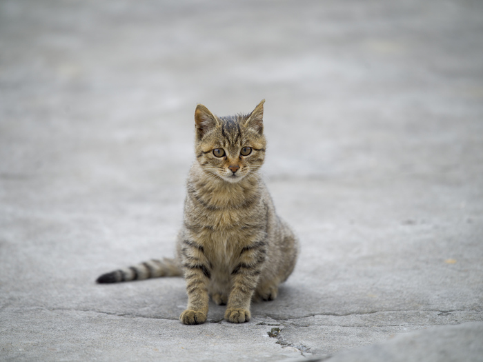 中画幅相机哈苏评测,哈苏中画幅微单镜头推荐
