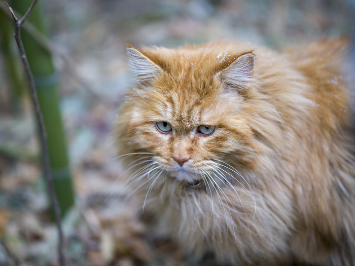 中画幅相机哈苏评测,哈苏中画幅微单镜头推荐