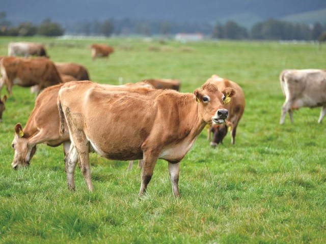 揭秘原生纯净!美纳多“天赐级”黄金奶源地曝光