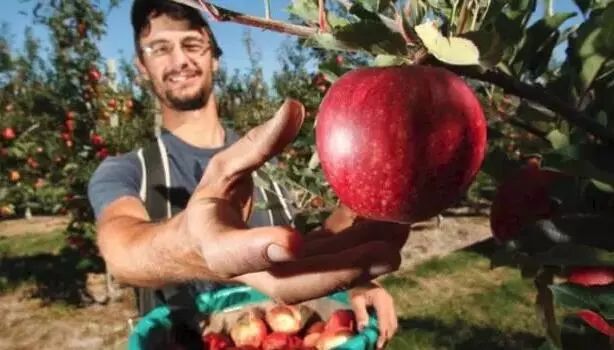 新西兰长期签证新政策,签证放宽