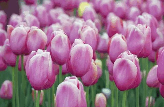 什邡元宵活动多图,今年什邡马井元宵节