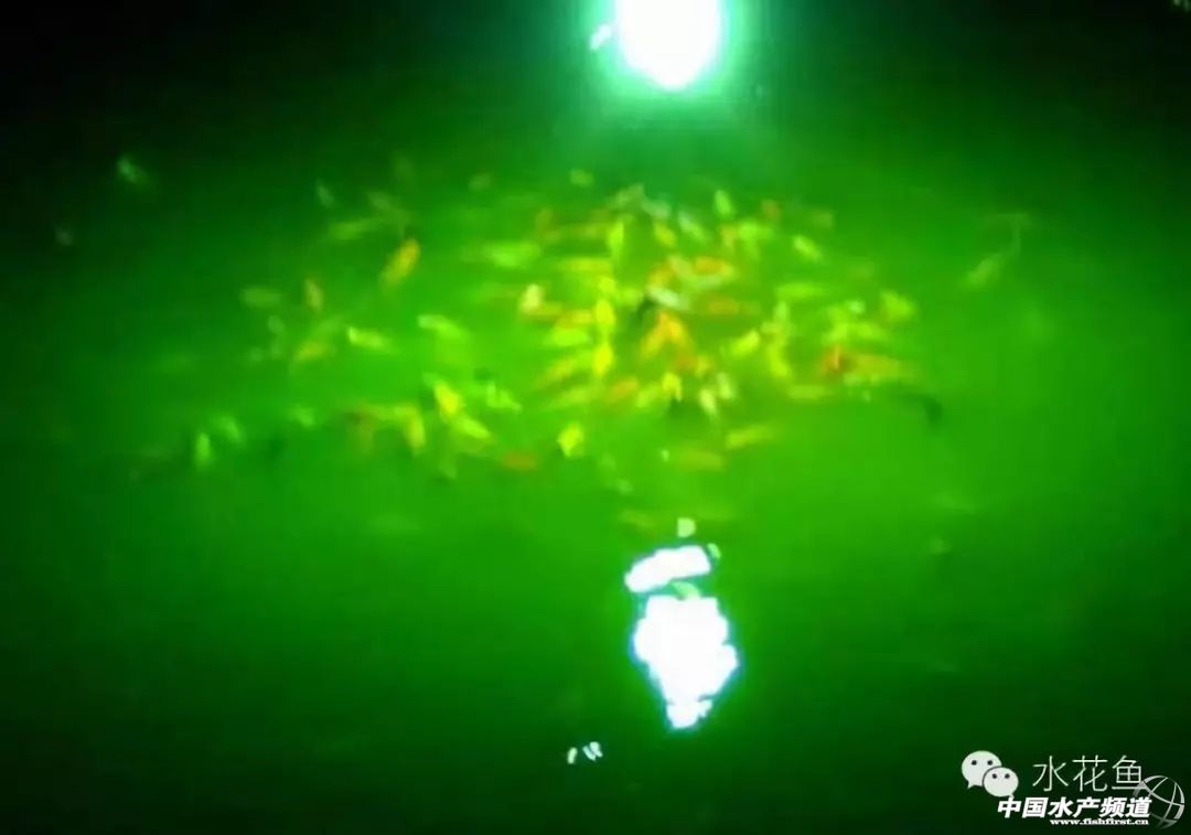 用灯光养树可以吗,用灯光可以养植物吗