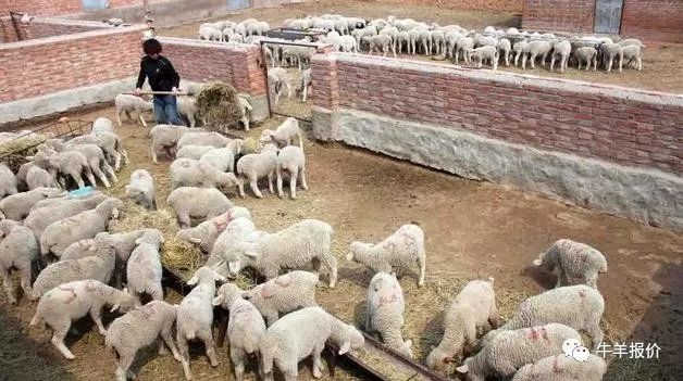 养羊和养牛哪个更赚钱前途好,养牛和养羊哪个赚钱更有前景