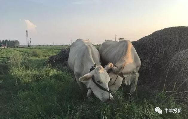养羊和养牛哪个更赚钱前途好,养牛和养羊哪个赚钱更有前景