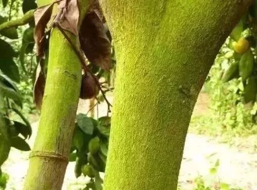 柑橘树的青苔有什么危害,青苔对果树的危害