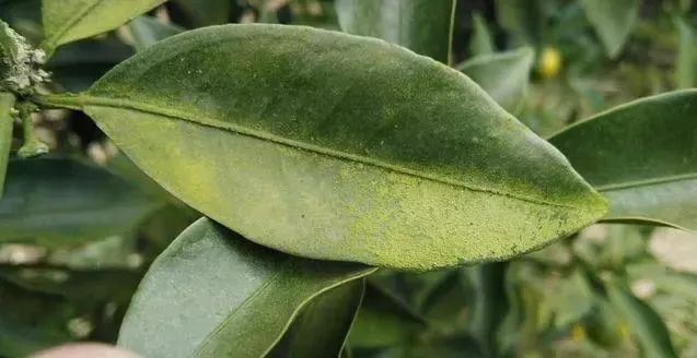 柑橘树的青苔有什么危害,青苔对果树的危害