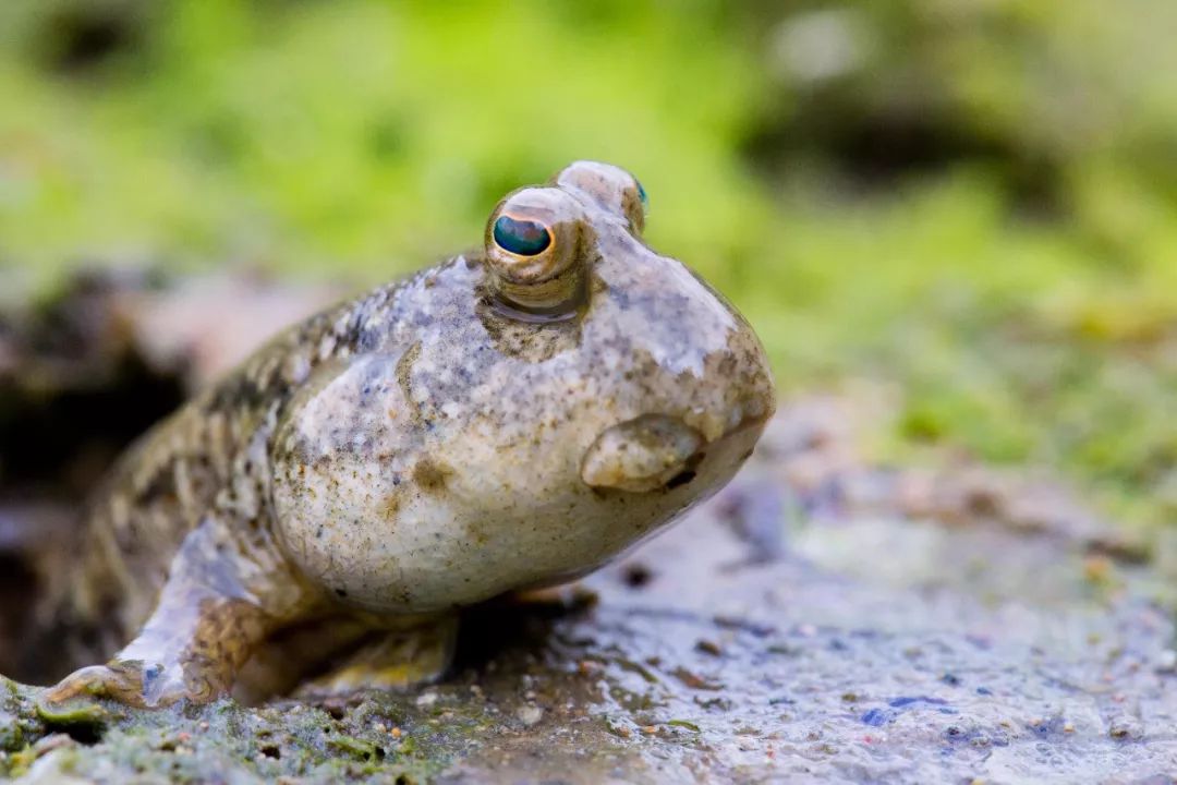 弹涂鱼能水陆两栖吗,弹涂鱼有多少种类