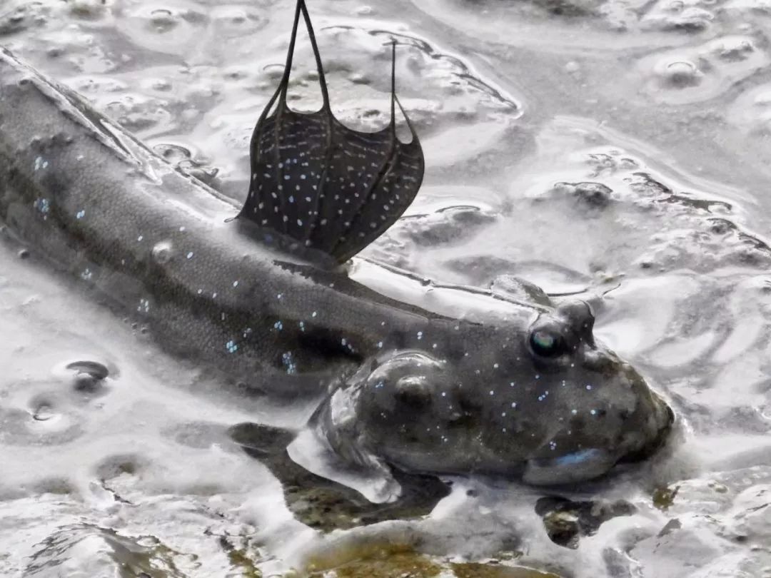 弹涂鱼能水陆两栖吗,弹涂鱼有多少种类