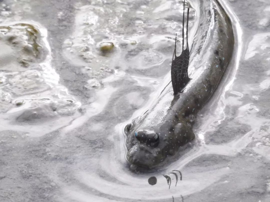 弹涂鱼能水陆两栖吗,弹涂鱼有多少种类