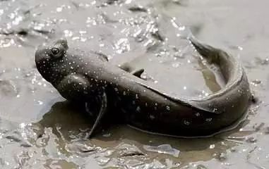 弹涂鱼能水陆两栖吗,弹涂鱼有多少种类