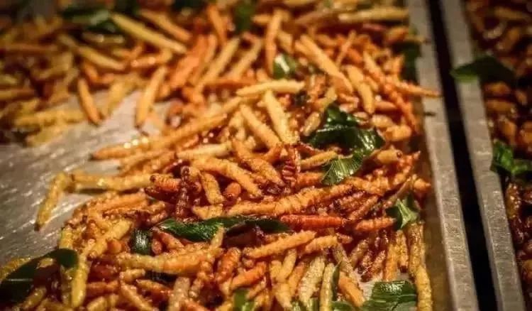 「团团说」如果地球真的去流浪了，你的专业能干点啥？