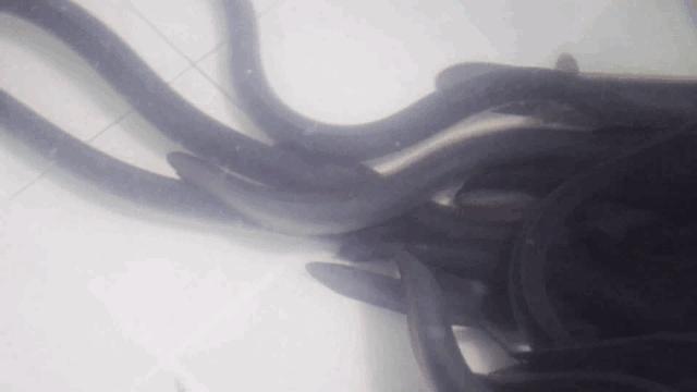 火遍牡丹街的正宗日料,鸟悄地在净月开分店啦!