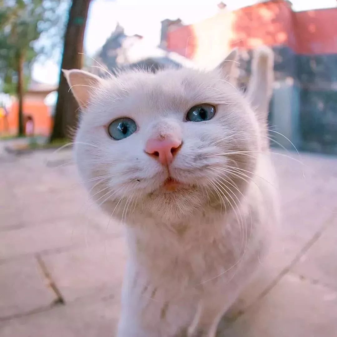 火遍牡丹街的正宗日料,鸟悄地在净月开分店啦!