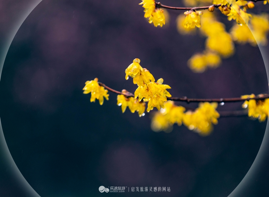 这个藏于梅花深处的山庄，让你抛却繁杂静享浮光