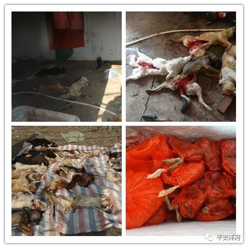 破获捕杀犬案件,洋河杀人命案