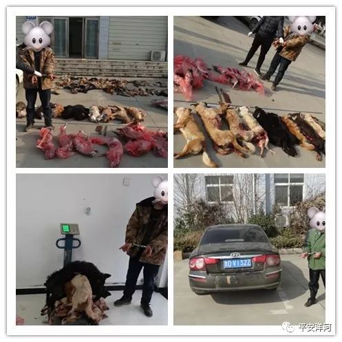 破获捕杀犬案件,洋河杀人命案