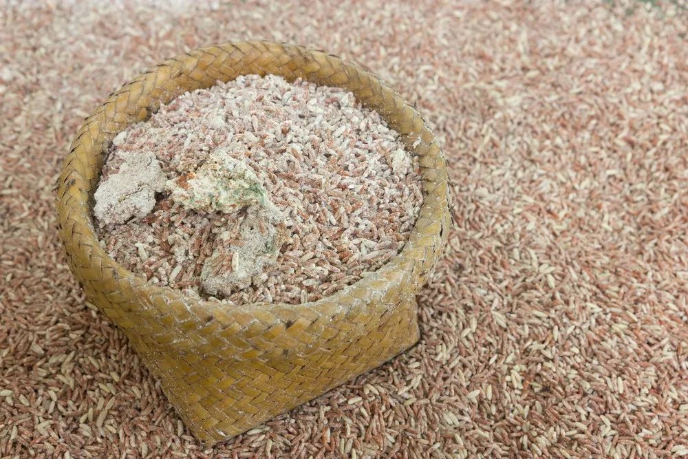 如何防止大米发霉,既能防潮防虫又防发霉