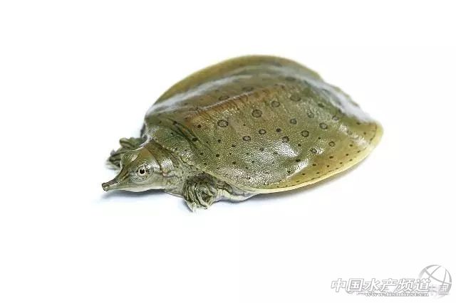 甲鱼在厨房怎么养,家养小甲鱼吃什么长得最快