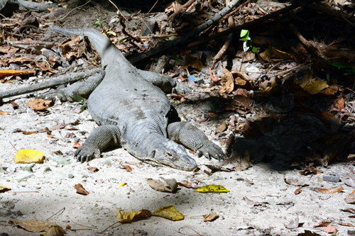 新加坡马来西亚仙本那自由行攻略,马来西亚仙本那自由行5天
