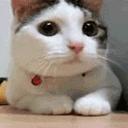 代购、代排队,现在还有代吃喝??话匣妹亲测,眼看着别人吃下了……