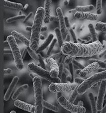 央视都推荐的新西兰国宝，1秒润喉，不咳嗽，口腔问题都好啦