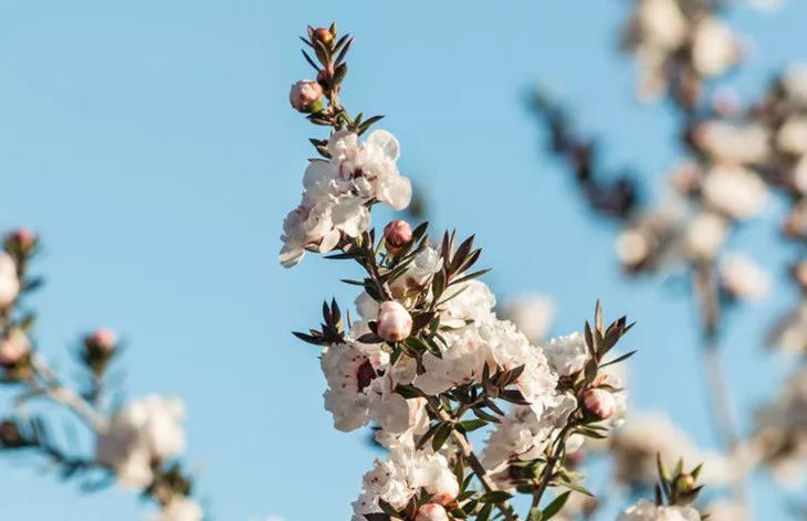 央视都推荐的新西兰国宝，1秒润喉，不咳嗽，口腔问题都好啦