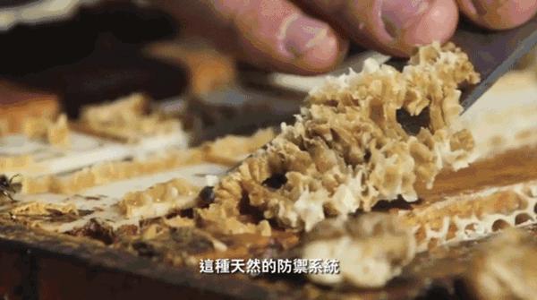 央视都推荐的新西兰国宝，1秒润喉，不咳嗽，口腔问题都好啦