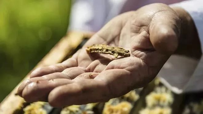 央视都推荐的新西兰国宝，1秒润喉，不咳嗽，口腔问题都好啦