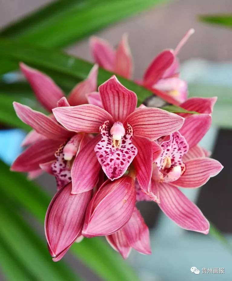 关于兰花的唯美意境诗句,关于兰花香溢的唯美诗句