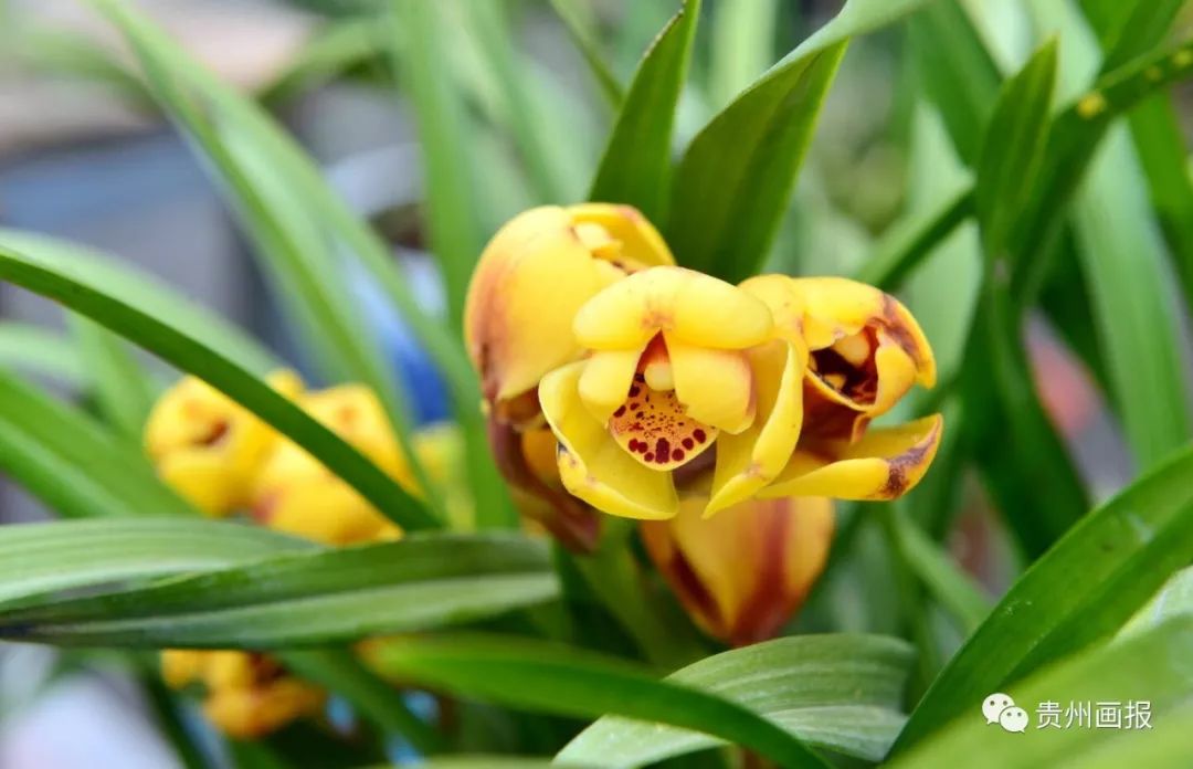 关于兰花的唯美意境诗句,关于兰花香溢的唯美诗句