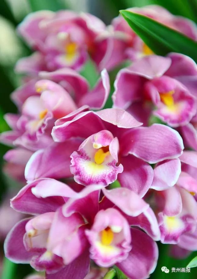 关于兰花的唯美意境诗句,关于兰花香溢的唯美诗句