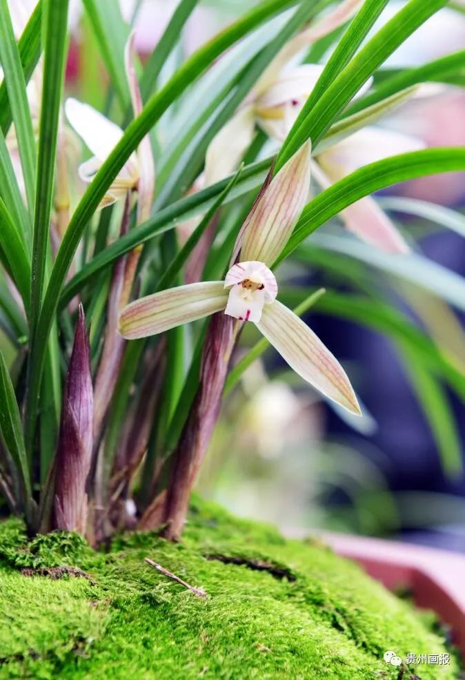 关于兰花的唯美意境诗句,关于兰花香溢的唯美诗句