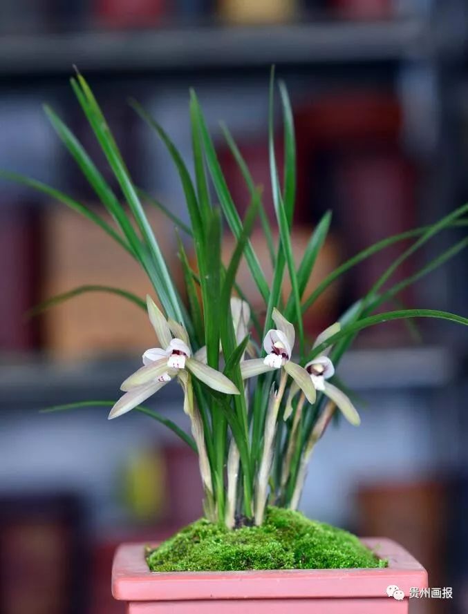 关于兰花的唯美意境诗句,关于兰花香溢的唯美诗句