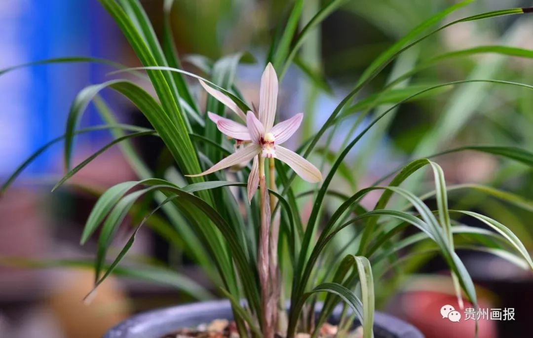 关于兰花的唯美意境诗句,关于兰花香溢的唯美诗句