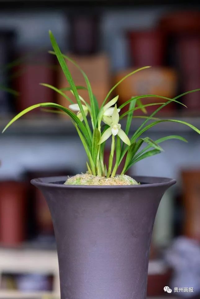 关于兰花的唯美意境诗句,关于兰花香溢的唯美诗句