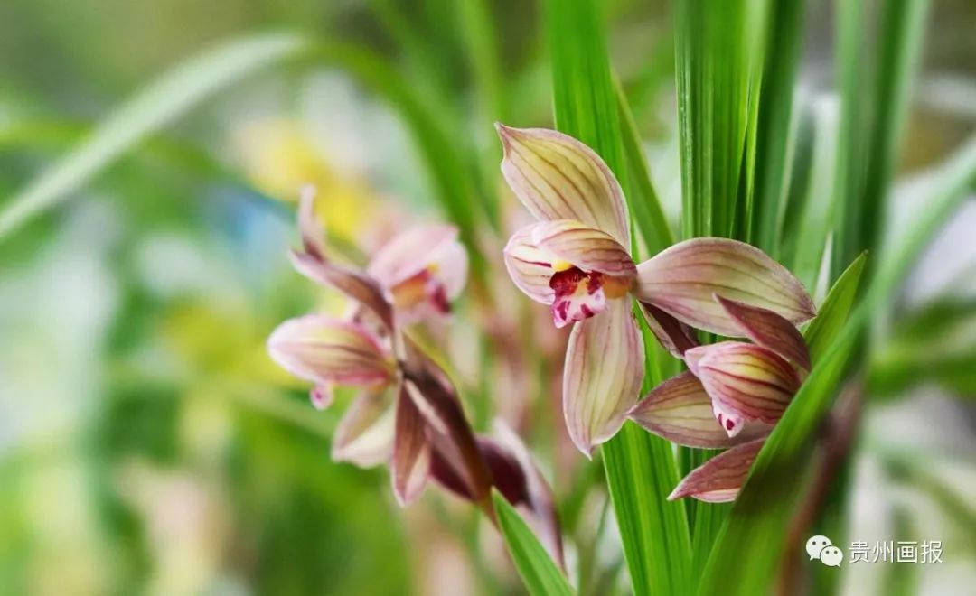 关于兰花的唯美意境诗句,关于兰花香溢的唯美诗句