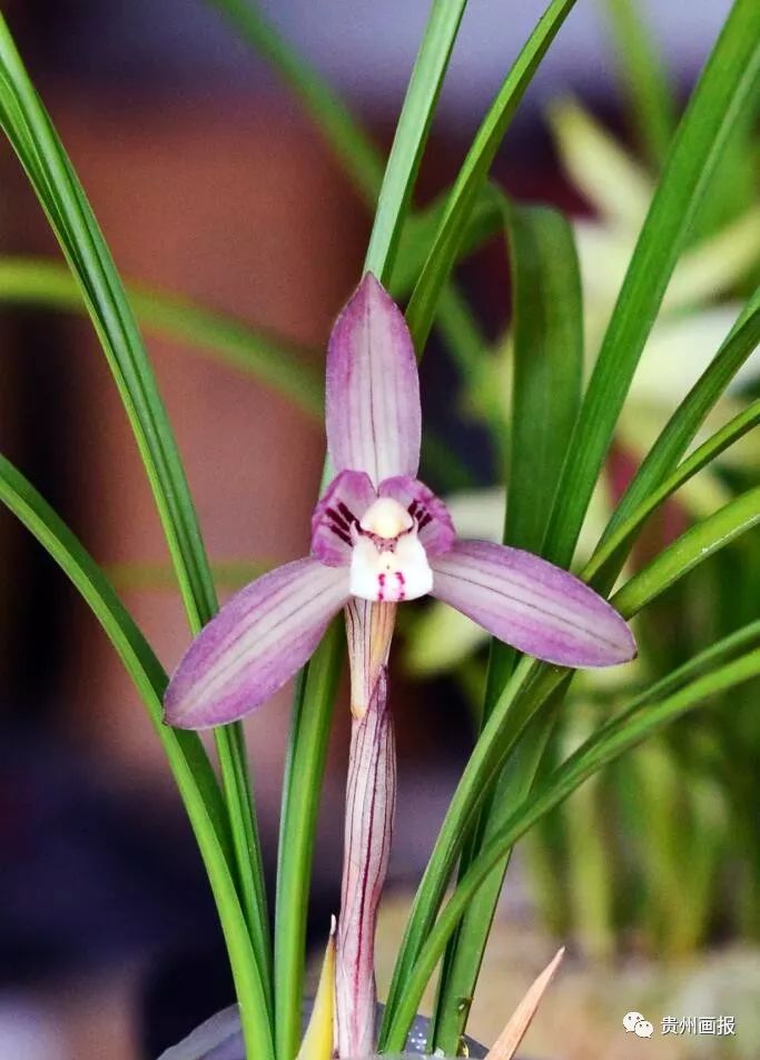 关于兰花的唯美意境诗句,关于兰花香溢的唯美诗句