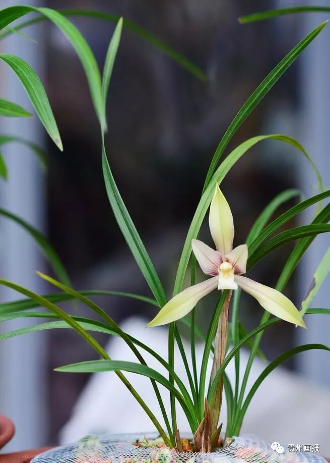 关于兰花的唯美意境诗句,关于兰花香溢的唯美诗句