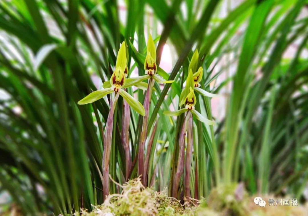 关于兰花的唯美意境诗句,关于兰花香溢的唯美诗句