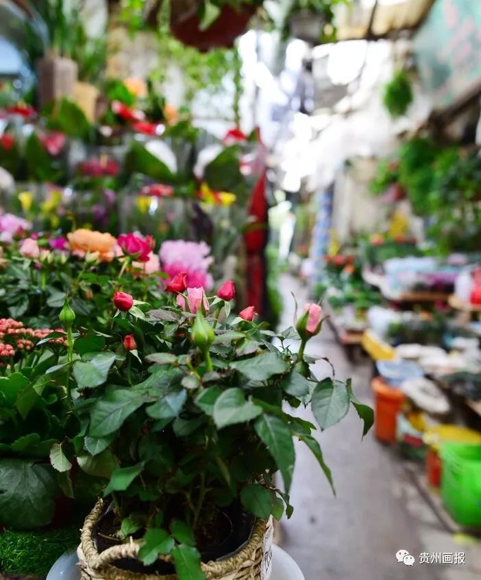 关于兰花的唯美意境诗句,关于兰花香溢的唯美诗句